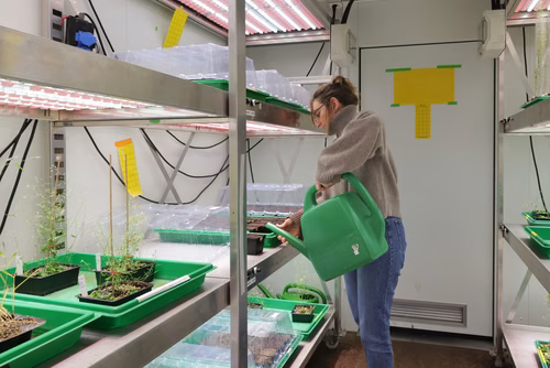 À l’EPFL, le Swiss Plasma Center a mené une étude sur un traitement des graines au plasma afin de voir si cette technique peut remplacer les pesticides et les fongicides. Une équipe a bombardé des arabettes pendant quelques dizaines de secondes, et analysé quelles étaient les voies de défense que la plante mettait en place. D’après les premiers résultats, il semblerait que le traitement au plasma pourrait être une voie d’action appliquée en agriculture pour protéger les plantes contre les stress environneme