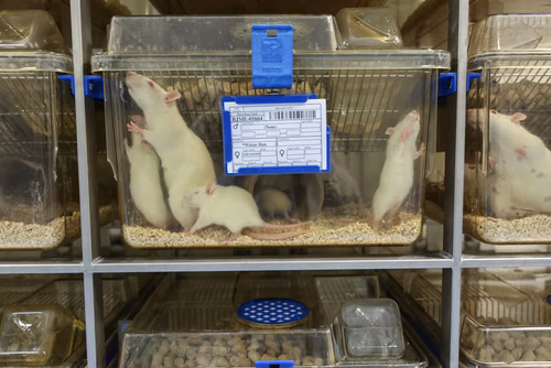 L’EPFL a signé un contrat de « rehoming » avec la Protection suisse des animaux (PSA) pour donner certains de ses rats de laboratoire, afin qu’ils puissent être placés chez des particuliers. Cette initiative, une première en Suisse romande, permettra à des dizaines de rongeurs de connaitre une vie hors des cages de l’animalerie.