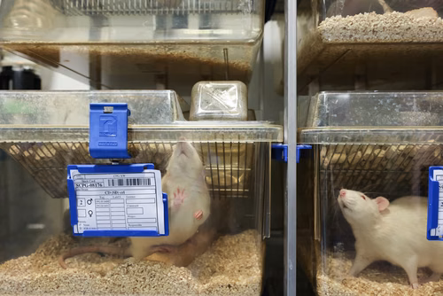L’EPFL a signé un contrat de « rehoming » avec la Protection suisse des animaux (PSA) pour donner certains de ses rats de laboratoire, afin qu’ils puissent être placés chez des particuliers. Cette initiative, une première en Suisse romande, permettra à des dizaines de rongeurs de connaitre une vie hors des cages de l’animalerie.
