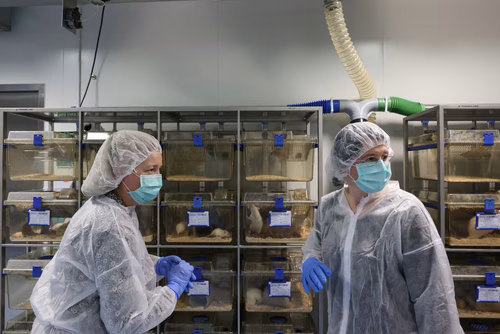 L’EPFL a signé un contrat de « rehoming » avec la Protection suisse des animaux (PSA) pour donner certains de ses rats de laboratoire, afin qu’ils puissent être placés chez des particuliers. Cette initiative, une première en Suisse romande, permettra à des dizaines de rongeurs de connaitre une vie hors des cages de l’animalerie.