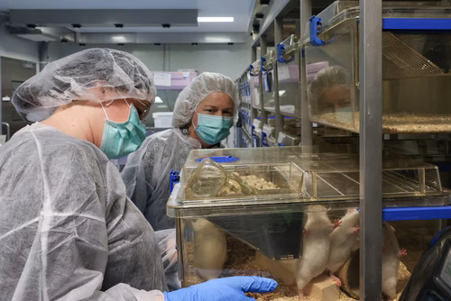 L’EPFL a signé un contrat de « rehoming » avec la Protection suisse des animaux (PSA) pour donner certains de ses rats de laboratoire, afin qu’ils puissent être placés chez des particuliers. Cette initiative, une première en Suisse romande, permettra à des dizaines de rongeurs de connaitre une vie hors des cages de l’animalerie.
