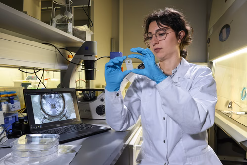 EPFL researchers have developed a novel neural recording device called the "e-Flower" that gently wraps organoids in soft petals.