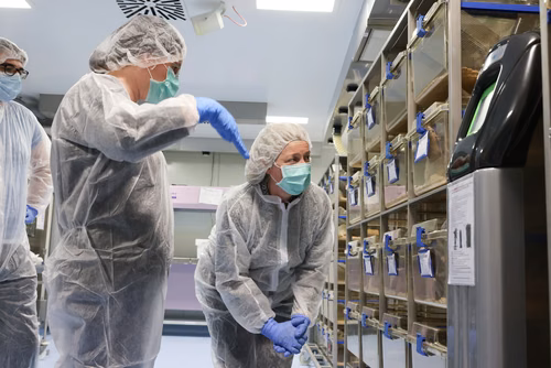 L’EPFL a signé un contrat de « rehoming » avec la Protection suisse des animaux (PSA) pour donner certains de ses rats de laboratoire, afin qu’ils puissent être placés chez des particuliers. Cette initiative, une première en Suisse romande, permettra à des dizaines de rongeurs de connaitre une vie hors des cages de l’animalerie.