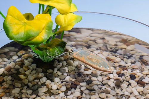 Un robot comestible fabriqué par des scientifiques de l’EPFL tire parti de l’association combustible biodégradable et tension superficielle pour se déplacer à la surface de l’eau. Il représente ainsi une alternative sûre – et nutritive – aux capteurs environnementaux élaborés à partir de polymères artificiels et d’électronique