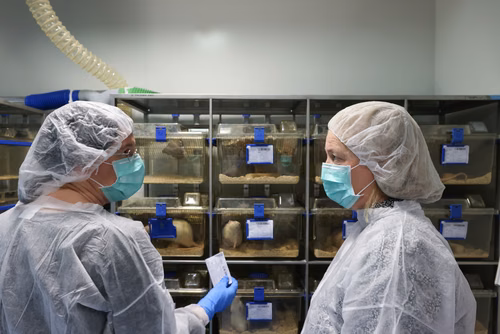 L’EPFL a signé un contrat de « rehoming » avec la Protection suisse des animaux (PSA) pour donner certains de ses rats de laboratoire, afin qu’ils puissent être placés chez des particuliers. Cette initiative, une première en Suisse romande, permettra à des dizaines de rongeurs de connaitre une vie hors des cages de l’animalerie.