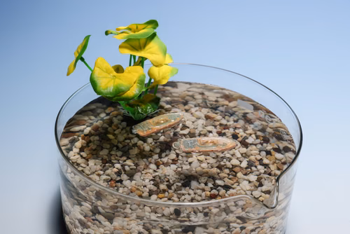 Un robot comestible fabriqué par des scientifiques de l’EPFL tire parti de l’association combustible biodégradable et tension superficielle pour se déplacer à la surface de l’eau. Il représente ainsi une alternative sûre – et nutritive – aux capteurs environnementaux élaborés à partir de polymères artificiels et d’électronique