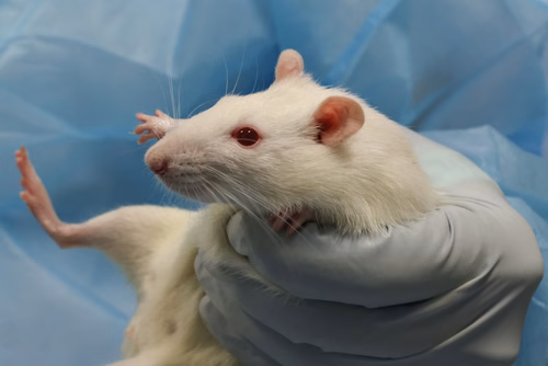 L’EPFL a signé un contrat de « rehoming » avec la Protection suisse des animaux (PSA) pour donner certains de ses rats de laboratoire, afin qu’ils puissent être placés chez des particuliers. Cette initiative, une première en Suisse romande, permettra à des dizaines de rongeurs de connaitre une vie hors des cages de l’animalerie.
