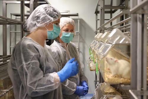 L’EPFL a signé un contrat de « rehoming » avec la Protection suisse des animaux (PSA) pour donner certains de ses rats de laboratoire, afin qu’ils puissent être placés chez des particuliers. Cette initiative, une première en Suisse romande, permettra à des dizaines de rongeurs de connaitre une vie hors des cages de l’animalerie.