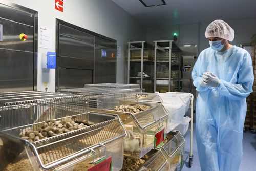 L’EPFL a signé un contrat de « rehoming » avec la Protection suisse des animaux (PSA) pour donner certains de ses rats de laboratoire, afin qu’ils puissent être placés chez des particuliers. Cette initiative, une première en Suisse romande, permettra à des dizaines de rongeurs de connaitre une vie hors des cages de l’animalerie.