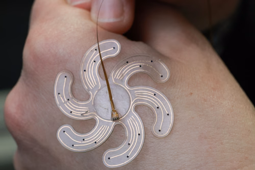 Des scientifiques de l’EPFL ont développé un réseau d’électrodes déployable au-dessus d’une relativement large surface du cortex cérébral, à travers un petit trou percé dans le crâne. La technologie pourrait fournir une solution minimalement invasive pour des patients épileptiques. Sukho Song et Stéphanie Lacour, professeure à l’institut Neuro X de l’EPFL, avec l'électrode déployable.