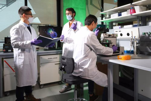 Des scientifiques de l’EPFL ont découvert qu’en rendant les cellules cancéreuses plus dures, l’efficacité de l’immunothérapie se trouve améliorée. Des tests précliniques ont démontré que les chances de guérison avoisinent les 50%. Li Tang, Kewen Lei et Armand Kurum, Laboratoire de biomatériaux pour l’immuno-ingénierie