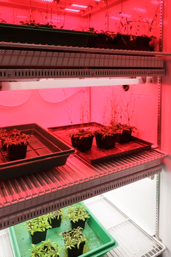 À l’EPFL, le Swiss Plasma Center a mené une étude sur un traitement des graines au plasma afin de voir si cette technique peut remplacer les pesticides et les fongicides. Une équipe a bombardé des arabettes pendant quelques dizaines de secondes, et analysé quelles étaient les voies de défense que la plante mettait en place. D’après les premiers résultats, il semblerait que le traitement au plasma pourrait être une voie d’action appliquée en agriculture pour protéger les plantes contre les stress environneme