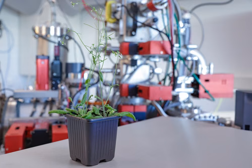 Une équipe de recherche conjointe de l’EPFL et de l’Université de Lausanne présente l’observation inédite d’un mécanisme de protection des plantes face au stress salin. L’étude ouvre de nouvelles perspectives de recherche pour renforcer la sécurité alimentaire.