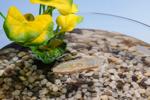 Un robot comestible fabriqué par des scientifiques de l’EPFL tire parti de l’association combustible biodégradable et tension superficielle pour se déplacer à la surface de l’eau. Il représente ainsi une alternative sûre – et nutritive – aux capteurs environnementaux élaborés à partir de polymères artificiels et d’électronique