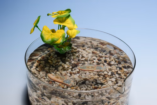 Un robot comestible fabriqué par des scientifiques de l’EPFL tire parti de l’association combustible biodégradable et tension superficielle pour se déplacer à la surface de l’eau. Il représente ainsi une alternative sûre – et nutritive – aux capteurs environnementaux élaborés à partir de polymères artificiels et d’électronique