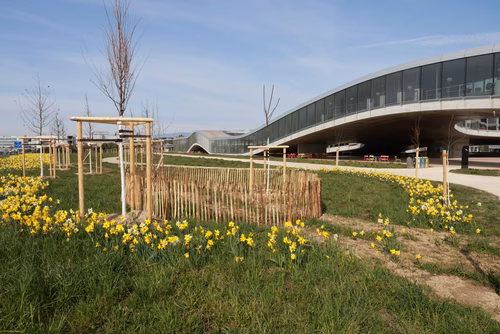 Jonquilles sur le campus EPFL