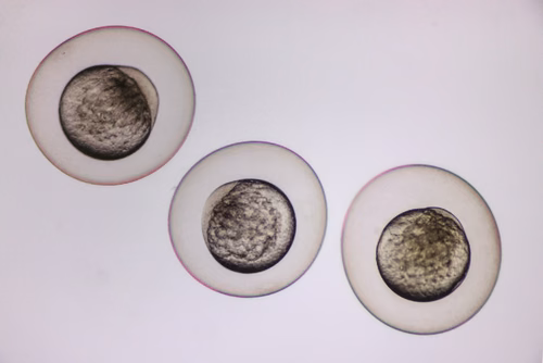 Génétique, biologie du développement, toxicologie : l’utilisation des œufs de poissons-zèbres devient un standard pour la recherche. Le dispositif de la spin-off Bionomous trie ces embryons en quelques minutes au lieu des heures habituellement nécessaires.  Frank Bonnet, CEO et cofondateur de la start-up. Ana Hernando, COO et co-fondatrice.