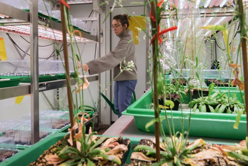 À l’EPFL, le Swiss Plasma Center a mené une étude sur un traitement des graines au plasma afin de voir si cette technique peut remplacer les pesticides et les fongicides. Une équipe a bombardé des arabettes pendant quelques dizaines de secondes, et analysé quelles étaient les voies de défense que la plante mettait en place. D’après les premiers résultats, il semblerait que le traitement au plasma pourrait être une voie d’action appliquée en agriculture pour protéger les plantes contre les stress environneme