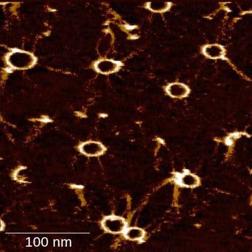Using a new mode of atomic force microscopy, researchers at EPFL have found a way to see and measure protein assembly in real time and with unprecedented detail. STI-IMT