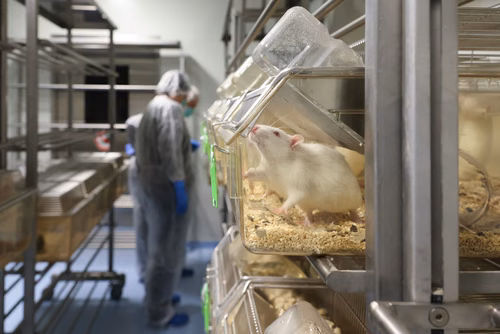 L’EPFL a signé un contrat de « rehoming » avec la Protection suisse des animaux (PSA) pour donner certains de ses rats de laboratoire, afin qu’ils puissent être placés chez des particuliers. Cette initiative, une première en Suisse romande, permettra à des dizaines de rongeurs de connaitre une vie hors des cages de l’animalerie.