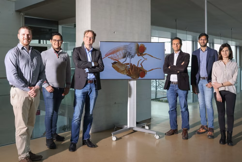 Des scientifiques de l’EPFL ont mis au point un modèle de jumeau numérique de la mouche à vinaigre, Drosophila melanogaster, qui reproduit les mouvements de l’insecte de manière réaliste. Le jumeau constitue un grand pas vers la rétro-ingénierie du contrôle neuro-mécanique du comportement animal et le développement de robots bioinspirés. NeuroMechFly